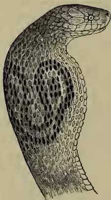 A detailed black and white illustration of the head of a cobra, showing its hood expanded and its fangs visible.