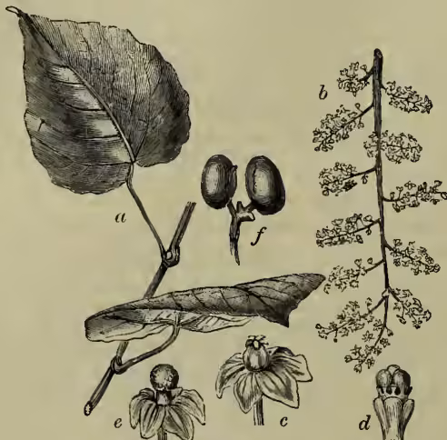 Botanical illustration of Coccus Indicus. It shows a branch with leaves (a), a female flower (f), a male flower (e), a fruit (f), a panicle of female inflorescence (b), and a male flower with sepals removed (c).