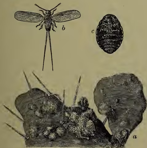 Illustration of the cochineal insect (Coccus cacti) and its host plant. Part 'a' shows the insect living on a cactus (Opuntia). Part 'b' shows a male insect. Part 'c' shows a female insect.