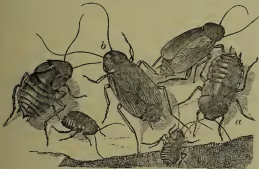 A detailed scientific illustration of two cockroaches. The cockroach on the left is labeled 'a' and is smaller, representing the female. The cockroach on the right is labeled 'b' and is larger, representing the male. Both insects are shown in profile, facing left, with their long antennae extended. The male cockroach has more prominent wing covers on its thorax compared to the female.