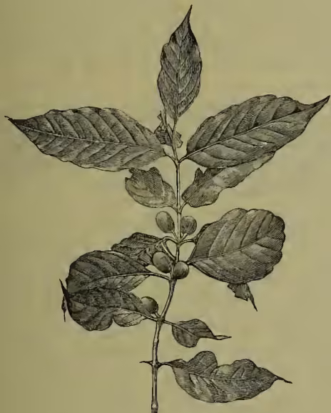 A detailed botanical illustration of a coffee branch. The branch has several large, ovate leaves with prominent veins and serrated edges. Small, round, green coffee cherries are shown growing from the leaf axils. The drawing is in a classic woodcut or engraving style.