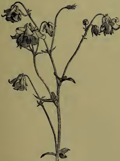 A detailed botanical illustration of a Common Columbine (Aquilegia Vulgaris). The drawing shows a single, slender, upright stem with several small, lanceolate leaves at the base and along the stem. The stem terminates in a cluster of five large, bell-shaped flowers. Each flower has five distinct, pointed sepals that are slightly recurved at the tips. The flowers are shown in various stages of development, from buds to fully opened blossoms. The illustration is rendered in a fine-line, etched style typical of 19th-century botanical texts.
