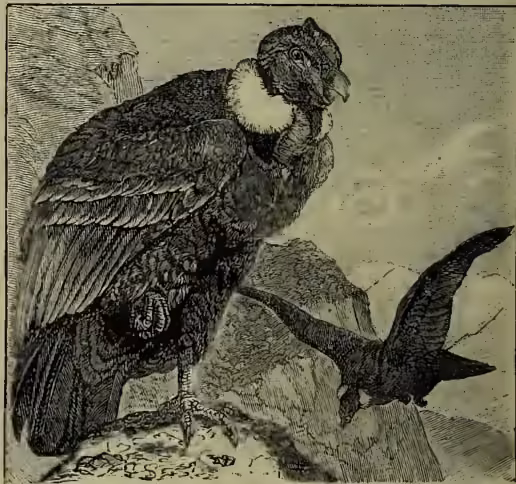 A detailed black and white illustration of a condor, a large bird of prey, standing on a rocky outcrop. The bird has dark plumage, a prominent white patch on its neck, and a hooked beak. It is shown in profile, facing right, with its wings partially spread. The background is a simple landscape with a distant mountain range.