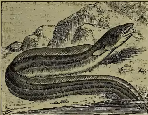 A detailed black and white illustration of a conger eel, showing its long, slender body, continuous dorsal fin, and a slightly open mouth with visible teeth. The eel is depicted in a dynamic pose, as if swimming or resting on a rocky shore.
