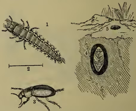 Illustration of a Corn Ground Beetle and its life stages. It shows a magnified larva (1), a natural size larva (2), a perfect insect (3), a cell containing a pupa (4), and a burrow (5).