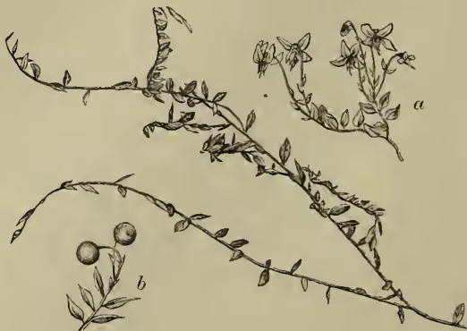 Botanical illustration of Cranberry (Oxycoccus palustris). Part 'a' shows a branch with small, tubular flowers. Part 'b' shows a branch with small, round, dark berries.