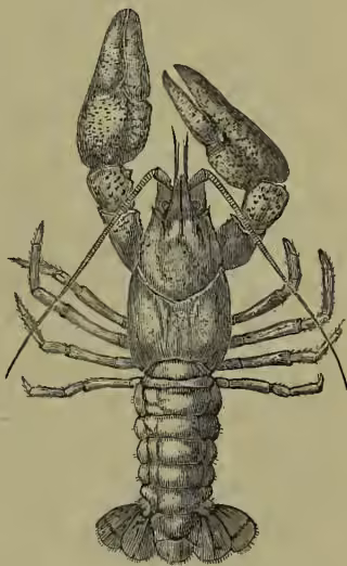 A detailed black and white illustration of a crayfish (Astacus fluviatilis) from a dorsal perspective. The crayfish has a large, segmented body with a prominent, shield-like carapace. It features two large, powerful claws at the front, several pairs of walking legs, and a long, segmented tail ending in a fan-like tail fan. The antennules and antennae are visible at the top of the head.