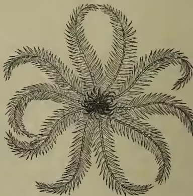 Figure 3: A scientific illustration of a free adult crinoid. It has a central body with ten long, feathery arms radiating outwards. The arms are covered in fine pinules and have a distinct, hook-like structure at the tip, which is used for anchoring.