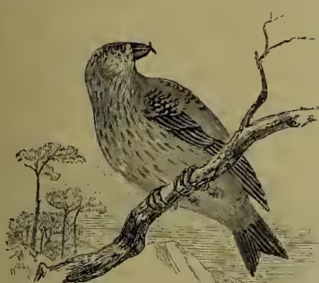 Illustration of a crossbill bird perched on a branch, showing its characteristic crossed bill.
