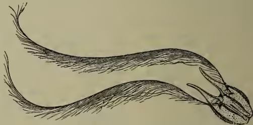 A detailed scientific illustration of a Ctenophore, showing its elongated, segmented body and numerous fine, hair-like tentacles extending from its surface. The head region at the right end shows internal structures like the mouth and pharynx.