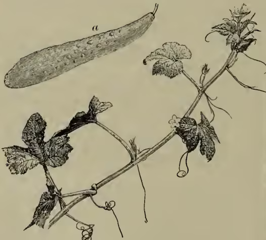 A botanical illustration of a Common Cucumber (Cucumis sativus). The drawing shows a vine with several large, heart-shaped leaves that have pointed tips and rough, hairy surfaces. A small flower is visible at the end of a branch. Below the vine, a single, long, cylindrical cucumber is shown, labeled with a small 'a' above it. The cucumber has a slightly curved shape and a textured surface.