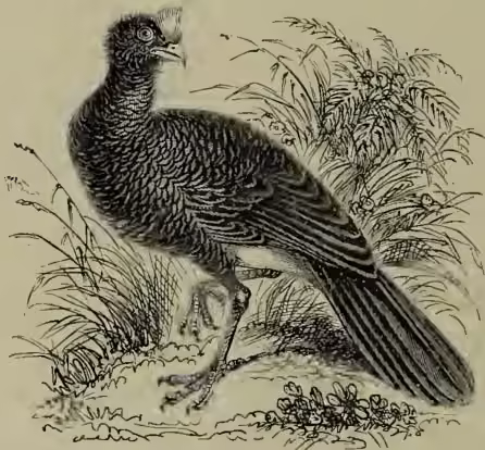 A detailed black and white illustration of a Crested Curassow, a large game bird. The bird is shown in profile, facing left, with its head turned slightly towards the viewer. It has a prominent crest of feathers on its head, a long neck, and a large, pointed beak. Its body is covered in dark, patterned feathers, and it has long, powerful legs with large claws. The bird is standing on a patch of ground with some grass and small plants.