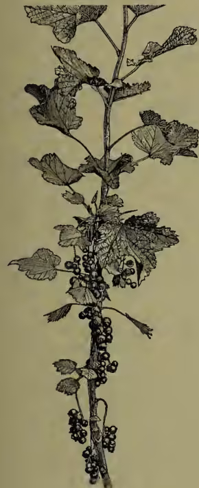 A detailed botanical illustration of a Red Currant (Ribes nigrum) branch. The branch features several large, serrated leaves with prominent veins. At the tips of the branches, there are clusters of small, round, dark-colored berries. The illustration is rendered in a classic woodcut or engraving style.