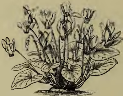 A detailed botanical illustration of Cyclamen persicum, showing its heart-shaped leaves and nodding flowers.