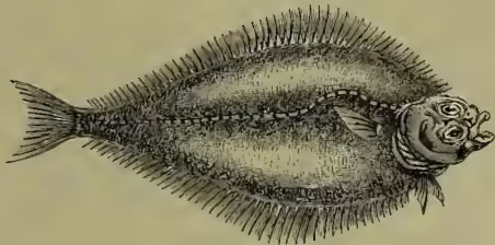 A detailed scientific illustration of a Dab (Pleuronectes limanda) fish, showing its flat body, large eye, and characteristic mottled brownish coloration.