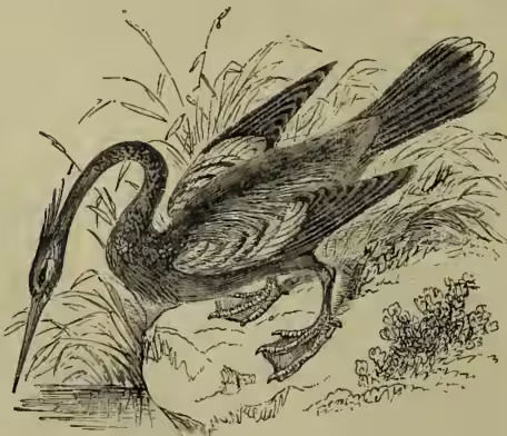 A detailed black and white illustration of a Darter bird (Plotus ankinga) in profile, facing left. The bird has a long, slender neck, a long, straight bill, and a long tail. It is standing on a patch of ground with some low-lying vegetation and a small rock or log. The illustration is done in a fine-line, engraved style.