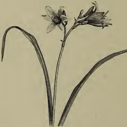 A detailed botanical illustration of a Yellow Day-lily (Hemerocallis flava). The drawing shows a single, slender stem with several long, narrow, lanceolate leaves at the base. At the top of the stem, there are two flowers in bloom, showing six petals and prominent stamens. Below the open flowers, there are several unopened flower buds, also on the stem.