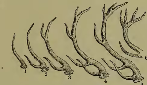 A scientific illustration showing six stages of deer antler development, labeled 1 through 6. Stage 1 is a simple single tine. Stage 2 shows a single tine with a small branch. Stage 3 shows a single tine with two branches. Stage 4 shows a single tine with three branches. Stage 5 shows a single tine with four branches. Stage 6 shows a single tine with five branches. The antlers are shown in profile, illustrating the growth and branching pattern over time.