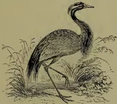 A detailed black and white illustration of a Demoiselle (Anthropoides virgo), a type of crane. The bird is shown in profile, facing right, standing on a patch of ground with some grass and low-lying plants. It has a long, slender neck, a pointed beak, and a long tail. Its plumage is depicted with fine lines and cross-hatching to show texture and shading.