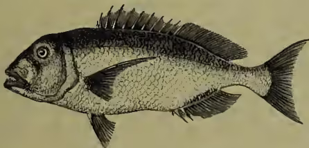 A detailed black and white illustration of a Dentex fish, showing its elongated body, large eye, and characteristic dorsal and pectoral fins.