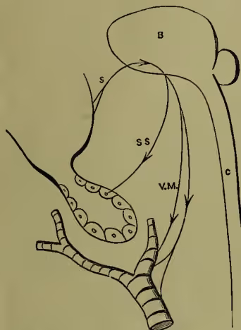 Diagram illustrating the Nervous Mechanism of Secretion. It shows a brain (B) connected via a nerve (S) to the mouth. A spinal cord (C) is shown with a nerve (SS) passing to the salivary gland and another nerve (VM) passing to blood vessels. The diagram depicts the flow of signals from the brain and spinal cord to the salivary gland and blood vessels, respectively.