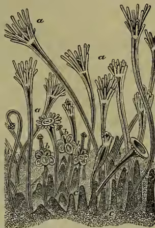A detailed scientific illustration of a hydroid colony (Hydractinia echinata). The colony consists of numerous polyps with long, slender stalks and umbrella-like heads. Some polyps have long, thin tentacles extending from their heads. The illustration is labeled with letters 'a', 'b', 'c', and 'd' to indicate different types of individuals: 'a' points to a polyp with a long tentacle; 'b' points to a polyp with a shorter, thicker tentacle; 'c' points to a polyp with a small, rounded head; and 'd' points to a polyp with a very small, almost invisible head. The colony is shown growing on a textured, rocky or coral-like substrate.