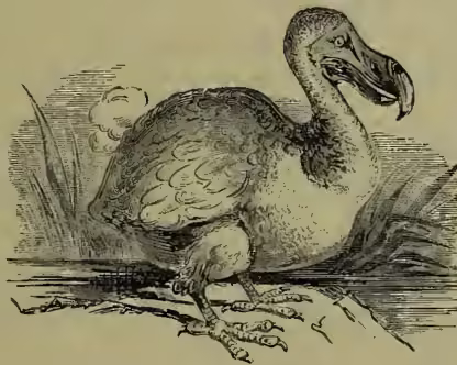 A detailed black and white illustration of a Dodo bird, showing its large, hooked beak, long neck, and thick, scaly legs. The bird is standing on a rocky or grassy ground.