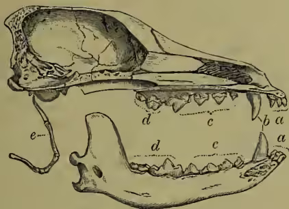 A detailed anatomical illustration of a dog's skull in lateral view. The skull is shown with its upper and lower jaws. Various teeth are labeled with letters: 'a' points to the incisor teeth at the front; 'b' points to the canines; 'c' points to the premolars; and 'd' points to the molars. The hyoid bone is labeled 'e' and is shown as a small, curved bone below the jaw. The illustration is a fine-line drawing with some cross-hatching for shading.