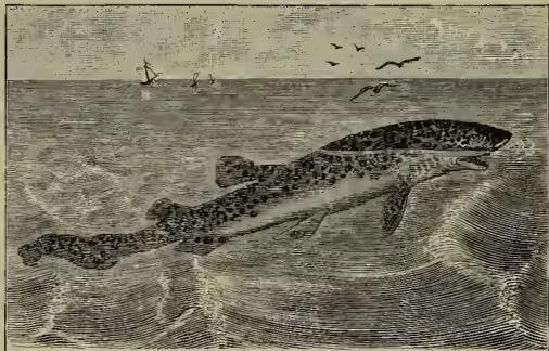 An illustration of a Lesser Spotted Dog-fish (Scyllium canicula) swimming in the water. The fish is shown in profile, facing left, with its body elongated and covered in dark spots. Several birds are flying in the sky above the water.