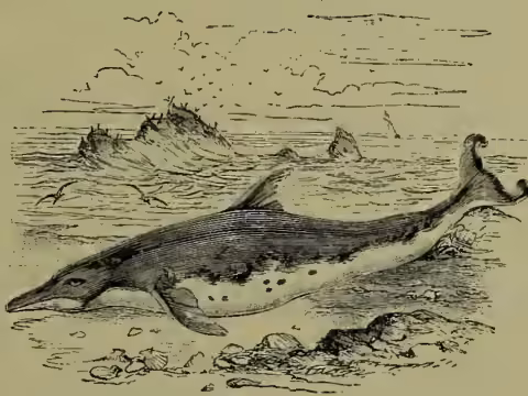 A detailed black and white illustration of a Common Dolphin (Delphinus delphis) swimming in the ocean. The dolphin is shown in profile, facing left, with its dorsal fin, pectoral fins, and a small caudal fin visible. Its body is sleek and elongated, with a prominent snout and a small blowhole on its back. The background shows a calm sea with some distant land or rocks on the horizon.