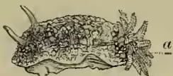 Illustration of a Dorislaus, a type of sea slug, shown from a dorsal view. It has a flattened, oval body with a warty skin texture. Two small, club-shaped tentacles are visible on the back of its head. A small letter 'a' is placed near the tentacles, pointing to them.