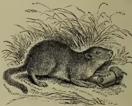 Illustration of a Common Dormouse (Muscardinus avellanarius) in its natural habitat. The mouse is shown in profile, facing right, with its long, bushy tail curled around a hazel nut. It is sitting on the ground among some dry grass and leaves.