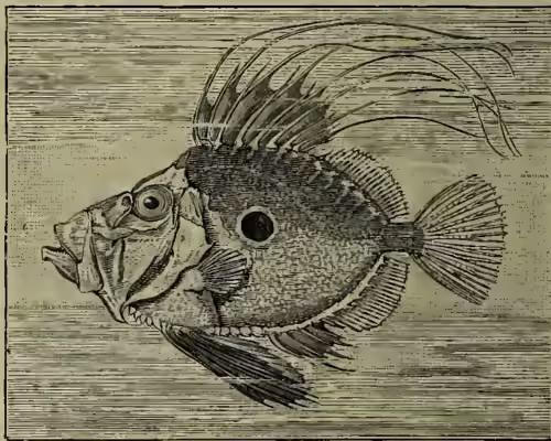 A detailed black and white illustration of a John Dory (Zeus faber) fish. The fish is shown in profile, facing left. It has a deep, laterally compressed body with a high dorsal fin that has several prominent spines. The scales are small and closely packed. The pectoral, pelvic, and anal fins are also visible, with the anal fin having a bony plate at its base. The illustration is rendered in a fine-line, engraved style.