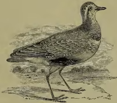 A detailed black and white illustration of a Dotterel (Eudromias morinellus) bird, shown in profile facing right. The bird has a long, pointed beak, a small crest, and a mottled brown and grey plumage on its back and wings. Its breast is a lighter, rust-colored patch, and it has a white patch on its upper chest. The bird is standing on a textured ground.