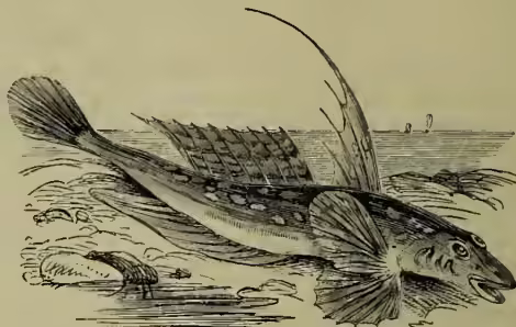 Illustration of a Gemmeous Dragonet (Callionymus lyra) fish, showing its yellow body with dark spots and stripes, and its long, thin tail.
