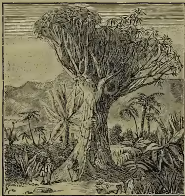 An illustration of a Dragon-tree (Dracæna draco) at Teneriffe. The tree has a thick, gnarled trunk and a dense, rounded canopy of leaves. In the background, there are other tropical trees and a small figure of a person standing near the base of the tree.