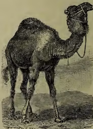 A detailed black and white illustration of a dromedary camel, shown in profile facing right. The camel has a single hump on its back and a long, thin neck. It is wearing a bridle and a lead rope. The background is a simple, light-colored landscape with a horizon line.