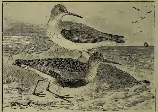 An illustration of two Dunlin birds, showing their summer and winter plumage. The bird in the foreground is in winter plumage, with a white breast and belly, a dark cap, and a dark band on its wing. The bird in the background is in summer plumage, with a more uniform brownish-gray coloration. They are standing on a sandy or grassy ground with a distant horizon line.