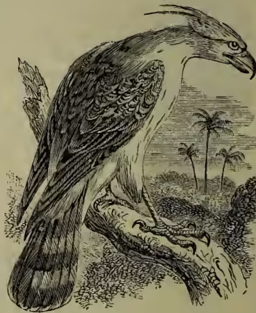 Illustration of an Eagle-hawk (Morphnus guianensis). The bird is shown in profile, facing right, with its wings partially spread. It has a long tail and a sharp beak. The background shows a tropical landscape with palm trees.
