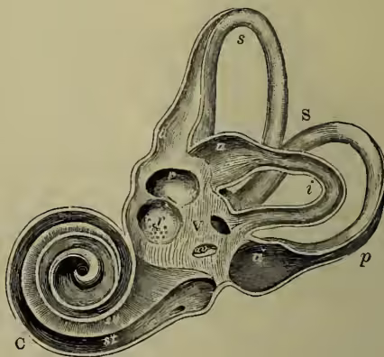 Anatomical diagram showing the interior of the osseous labyrinth. It features the vestibule (V) at the top, the semicircular canals (s, i, p) branching off, and the cochlea (C) spiraling downwards. Labels include 'av' for the vestibule aqueduct, 'r' for maculae cribrosae, 's' for superior canal, 'p' for posterior canal, 'i' for inferior canal, 'a' for ampullar extremity, 'C' for cochlea, 'av' for aqueduct of the vestibule, 'st' for scala tympani, and 's' for semicircular canals.