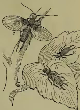 A detailed scientific illustration of the life stages of a common earwig. It shows three stages: (a) a larva, a small, segmented insect; (b) a pupa, a larger, more developed insect with visible wings; and (c) a perfect adult insect, which is larger still, with fully developed wings and a prominent pincer-like organ at the end of its abdomen. The insects are shown on a leafy branch.