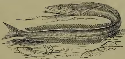 A black and white illustration of a Sand-eel or Sand-lance (Ammodytes lancea). The fish is shown in a horizontal, elongated position, resting on a sandy or rocky substrate. Its body is long and slender, with a dark, mottled pattern on its back and sides, and a lighter, almost white, underbelly. The head is pointed, with a visible eye and a slightly protruding mouth. The tail is long and tapers to a point. The illustration is rendered with fine lines and cross-hatching to show texture and depth.