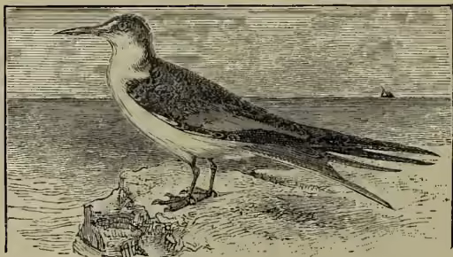 A detailed black and white illustration of an Egg-bird (Sterna fuliginosa) standing on a rocky outcrop. The bird has a long, pointed beak, a dark cap and back, and a white breast and belly. Its long tail feathers are dark and slightly forked. The background shows a simple horizon line with a small boat in the distance.