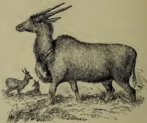 A detailed black and white illustration of an Eland (Oreos canna), a large antelope with long, straight horns, standing in a grassy field. Two smaller antelopes are visible in the background.