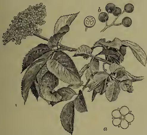 Botanical illustration of Common Elder (Sambucus nigra). The main drawing shows a flowering branch with large, serrated leaves and a cluster of small flowers at the top. Below the branch, a single flower is shown in detail, labeled 'a'. To the right, a cluster of dark, round berries is shown, labeled 'b'. A small circular inset shows a cross-section of a berry.