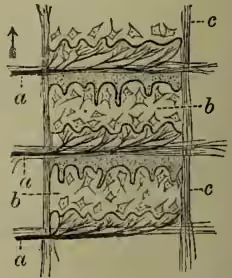 A cross-sectional diagram of electric chambers. It shows a vertical stack of rectangular compartments. The top compartment is labeled 'a' (nerve breaking up into fibres). The middle compartment is labeled 'b' (electric plates). The bottom compartment is labeled 'c' (connective-tissue walls of compartments). Arrows indicate the direction of nerve fibers and the placement of the plates and connective tissue.