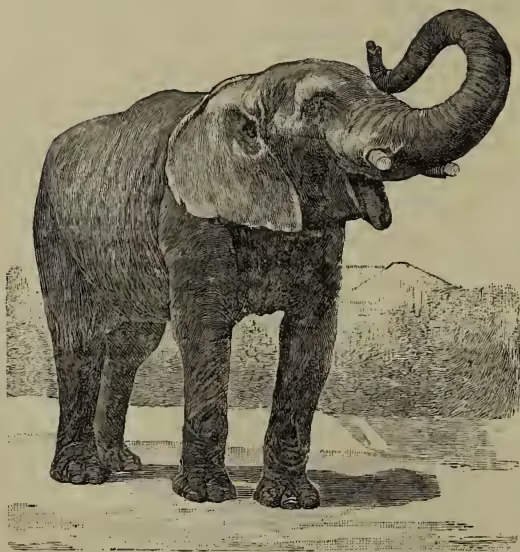 A detailed black and white illustration of an African Elephant (Elephas indicus) standing in profile, facing right. The elephant has a large, curved trunk, large ears, and a thick, wrinkled skin. It is standing on a flat, open plain with a distant horizon line.