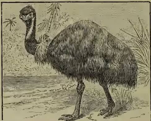 A detailed black and white illustration of a Common Emu (Dromæus novæ hollandiæ) standing on a grassy bank near a body of water. The bird has a long, feathered neck, a large head with a prominent beak, and a body covered in dark, shaggy feathers. Its legs are long and powerful, ending in three-toed feet. The background shows a simple landscape with some trees and water.