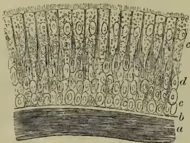 A detailed scientific illustration of ciliated epithelium from the trachea of a man. The drawing shows a cross-section of the tissue. At the bottom, a thick, dark layer labeled 'a' represents the outermost part of the elastic longitudinal fibres. Above this is a layer of homogeneous cells labeled 'b'. The main body of the epithelium consists of several layers of cells. The deepest layer, labeled 'c', contains large, round cells. Above this is a layer of smaller, median long cells labeled 'd'. The top layer, labeled 'e', consists of conical ciliated cells with long, hair-like cilia extending upwards. The entire structure is shown in a perspective view, with the cells appearing as vertical columns.