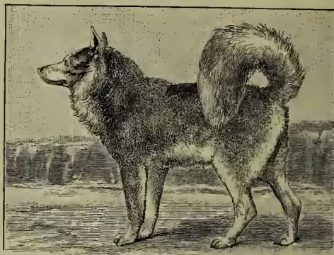 A black and white illustration of an Eskimo Dog, a large, shaggy-haired dog with a thick coat, standing in profile and facing left. The dog has a long, bushy tail and a somewhat wolf-like appearance.